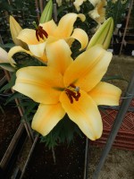 [4522 VWS Solange No02.JPG]